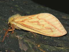 Hepialus humuli