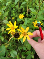 Helianthus pauciflorus