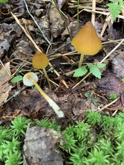 Entoloma luteum