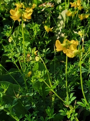 Lotus corniculatus
