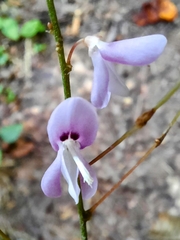 Hylodesmum nudiflorum