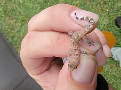 Hemidactylus turcicus