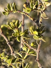 Larrea tridentata