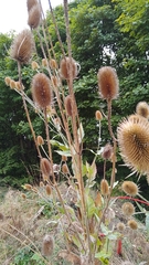 Dipsacus fullonum