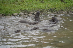 Lutrogale perspicillata