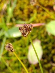 Juncus alpinoarticulatus