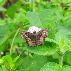 Caprona ransonnettii