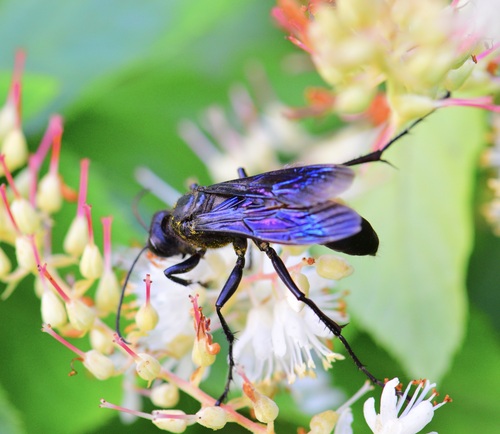 Great black wasp