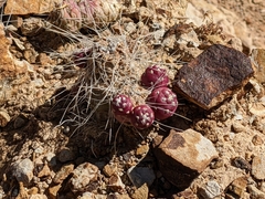 Austrocylindropuntia shaferi