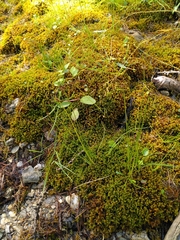 Juncus alpinoarticulatus
