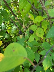 Rubus allegheniensis