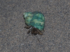 Coenobita