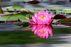 Nymphaea rubra