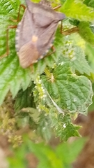 Pentatoma rufipes