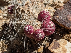 Austrocylindropuntia shaferi