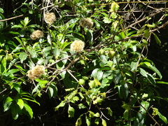 Gymnanthemum capense