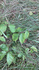 Toxicodendron rydbergii