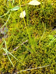 Juncus alpinoarticulatus