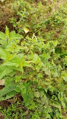 Urtica dioica