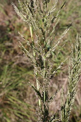 Eragrostis curvula