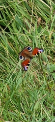 Aglais io