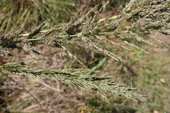 Eragrostis curvula