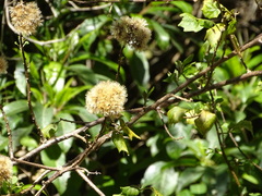 Gymnanthemum capense