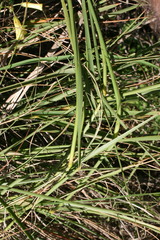Eragrostis curvula