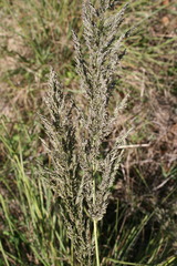 Eragrostis curvula