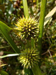 Sparganium americanum