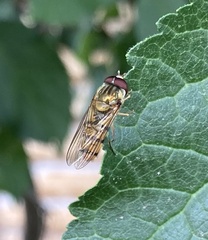 Episyrphus balteatus
