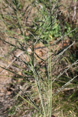 Eragrostis curvula