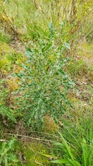 Cirsium arvense