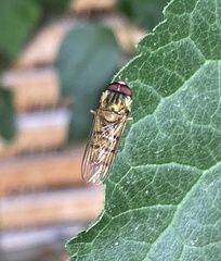 Episyrphus balteatus