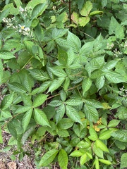 Rubus