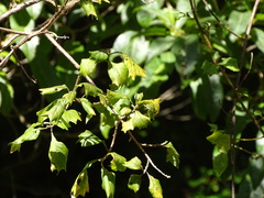 Gymnanthemum capense