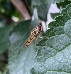 Episyrphus balteatus