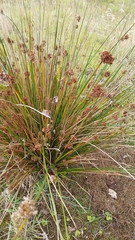 Juncus effusus