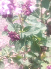 Origanum