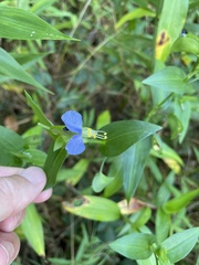 Commelina communis