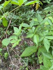 Rubus
