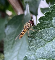 Episyrphus balteatus