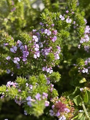 Muraltia satureioides