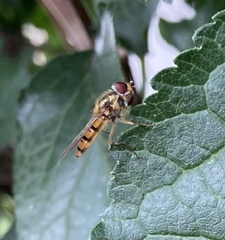Episyrphus balteatus