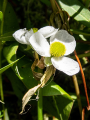 Sagittaria graminea