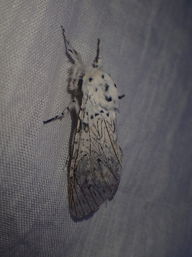 Cerura erminea