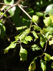 Gymnanthemum capense