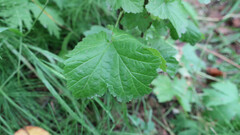 Ribes pallidiflorum