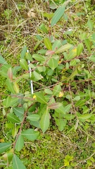 Salix