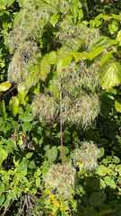 Clematis virginiana
